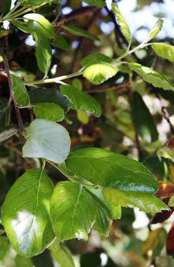 cork oak leaves